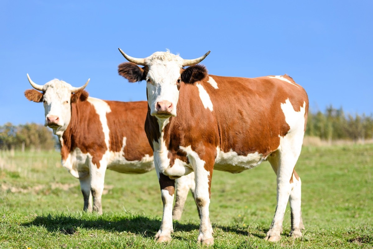 土耳其農夫科恰克（Izzet Kocak）給乳牛戴VR眼鏡，以提高其牛乳產量。此為乳牛的示意圖。（Pixabay）