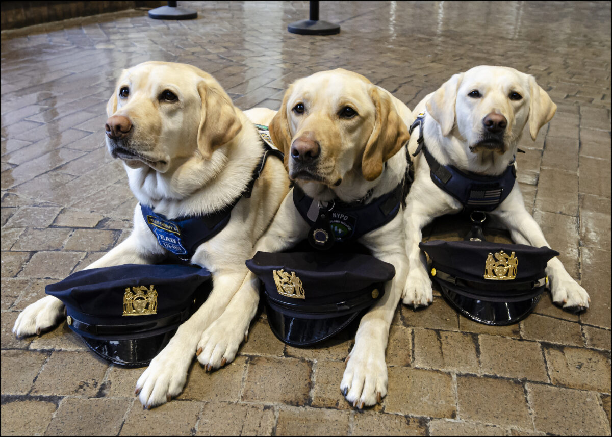 紐約警察局的三隻治療犬。（Dave Paone/The Epoch Times）