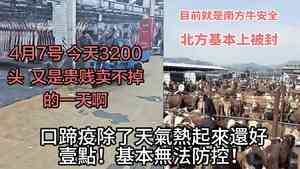 中國多省爆新型口蹄疫情 養殖戶損失慘重