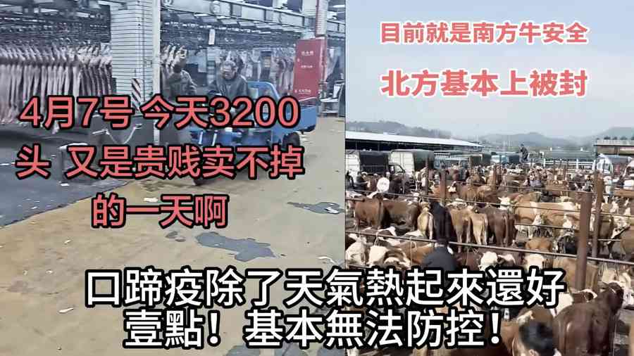 中國多省爆新型口蹄疫情 養殖戶損失慘重