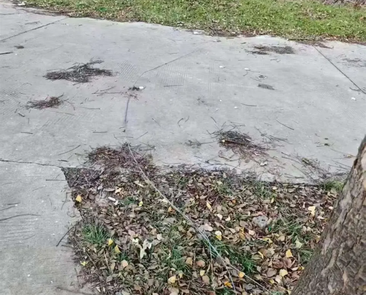 天降橫禍 洛陽老人公園騎車被鐵絲割頸身亡