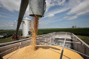 貿易談判之際 中方採購更多美國大豆