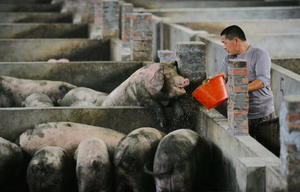中國2億頭豬死於非洲豬瘟 近美歐豬隻總和