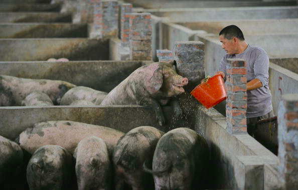 中國現新型豬流感病毒 恐變異引發人傳人