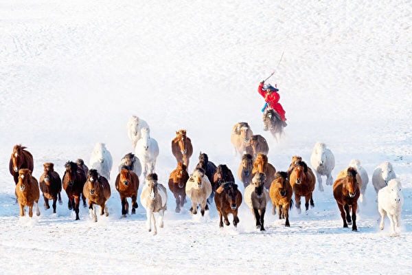 【圖輯】蒙古牧民雪地中展現精采的牧馬技能