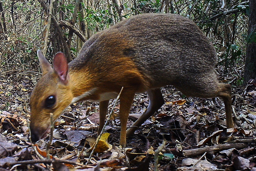  非鼠非鹿的稀有物種在越南現身 30年來首見