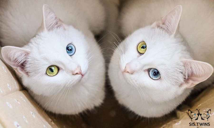 【圖輯】異色眼睛的雙胞胎貓爆紅網絡