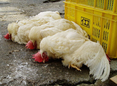 湖南一家養殖場爆發禽流感疫情。圖為資料圖。（法新社）