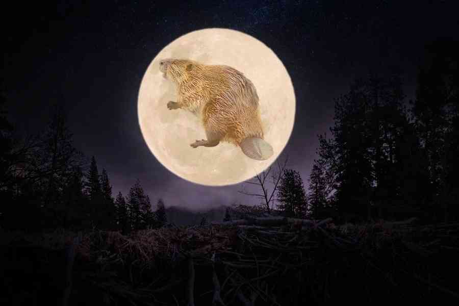 今年最大超級月亮——「河狸月」將登場