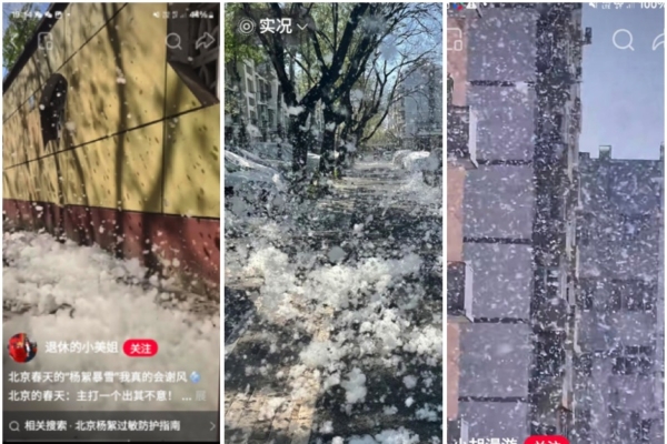 北京街頭漫天白絮 南方網民直呼：恐怖