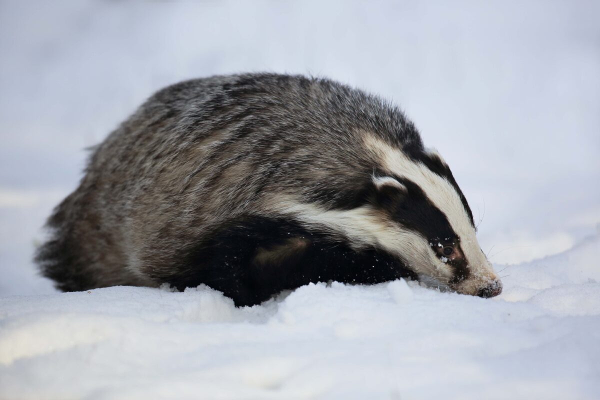 雪地中的一隻野獾（Shutterstock）