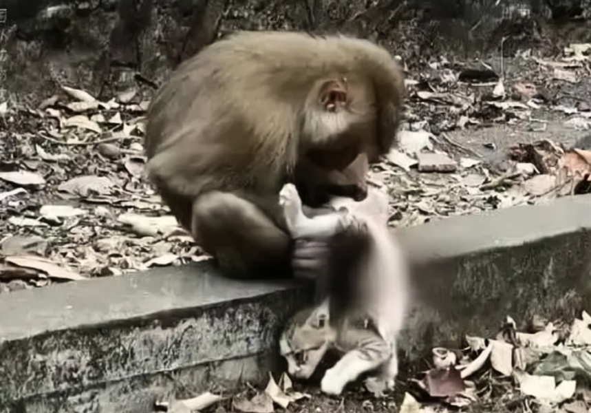 昆明動物園猴群虐貓引公憤 園方將貓移出猴山