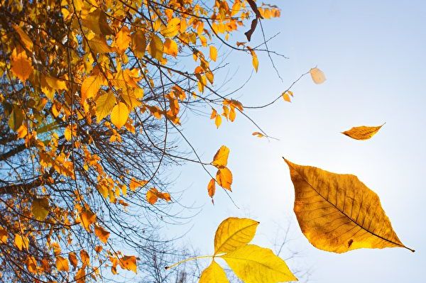 青松絮語：旋風裏的笑聲