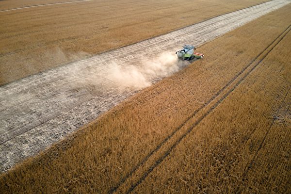 面對俄烏戰爭造成的糧食短缺，各國開始積極應對。圖為一台聯合收割機在農場中收割成熟的小麥。（Shutterstock）