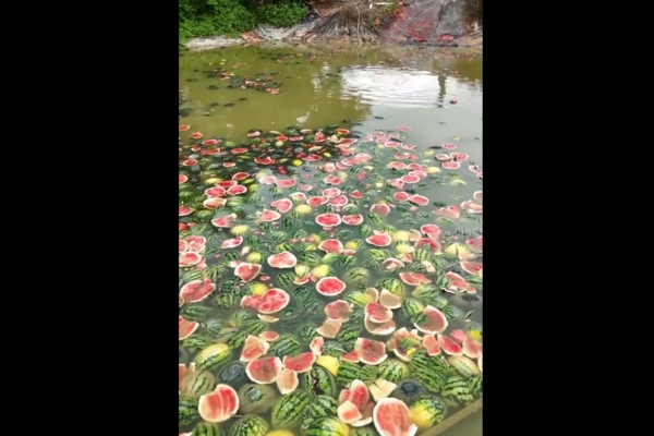 廣西西瓜2毛錢一斤 瓜農無奈扔池塘餵魚