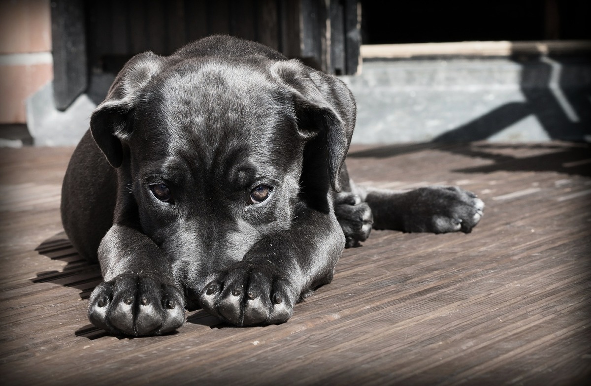 巴西一隻流浪狗日前自行走進一家獸醫診所求醫。此為小狗的示意圖。（Pixabay）