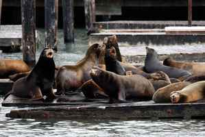 上千隻海獅聚集三藩市漁人碼頭 15年來首見