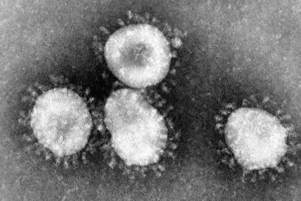 印度學者發現，中共肺炎病毒被插入艾滋病毒基因，而且很可能是人為。圖為冠狀病毒呈圓形，外套膜上有突出的「棘突蛋白」（spike protein，又稱長釘蛋白），看上去像皇冠一樣。(Wikimedia Commons)
