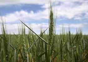 聯合國：與俄建設性討論穀物與化肥出口