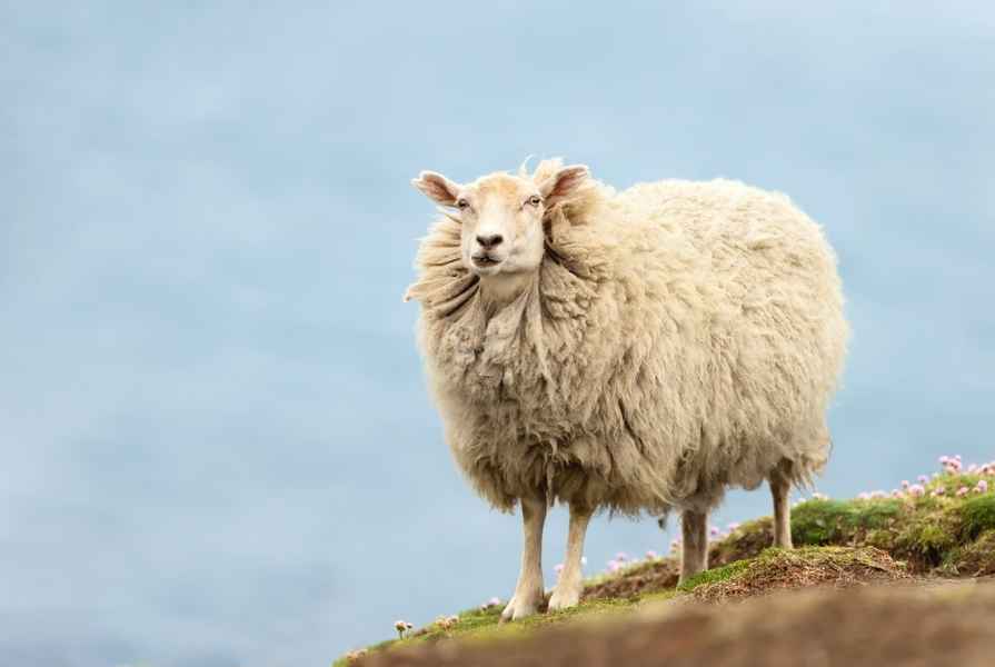 受困懸崖2年竟變胖了 英國最孤獨綿羊獲救