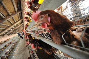首次證實 H7N9禽流感病毒可經飛沫傳播