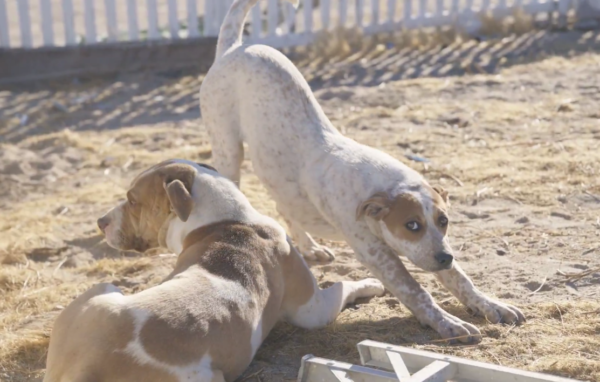 2025年6月2日,自由雕塑公園內的母子看家犬花花和兒子遭毒殺前的資料圖片。(影片截圖)