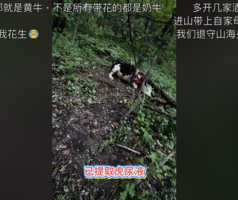 吉林東北虎咬死黃牛 村民爬樹求救