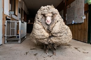 澳洲流浪綿羊像大毛球 剃毛35公斤後判若兩羊