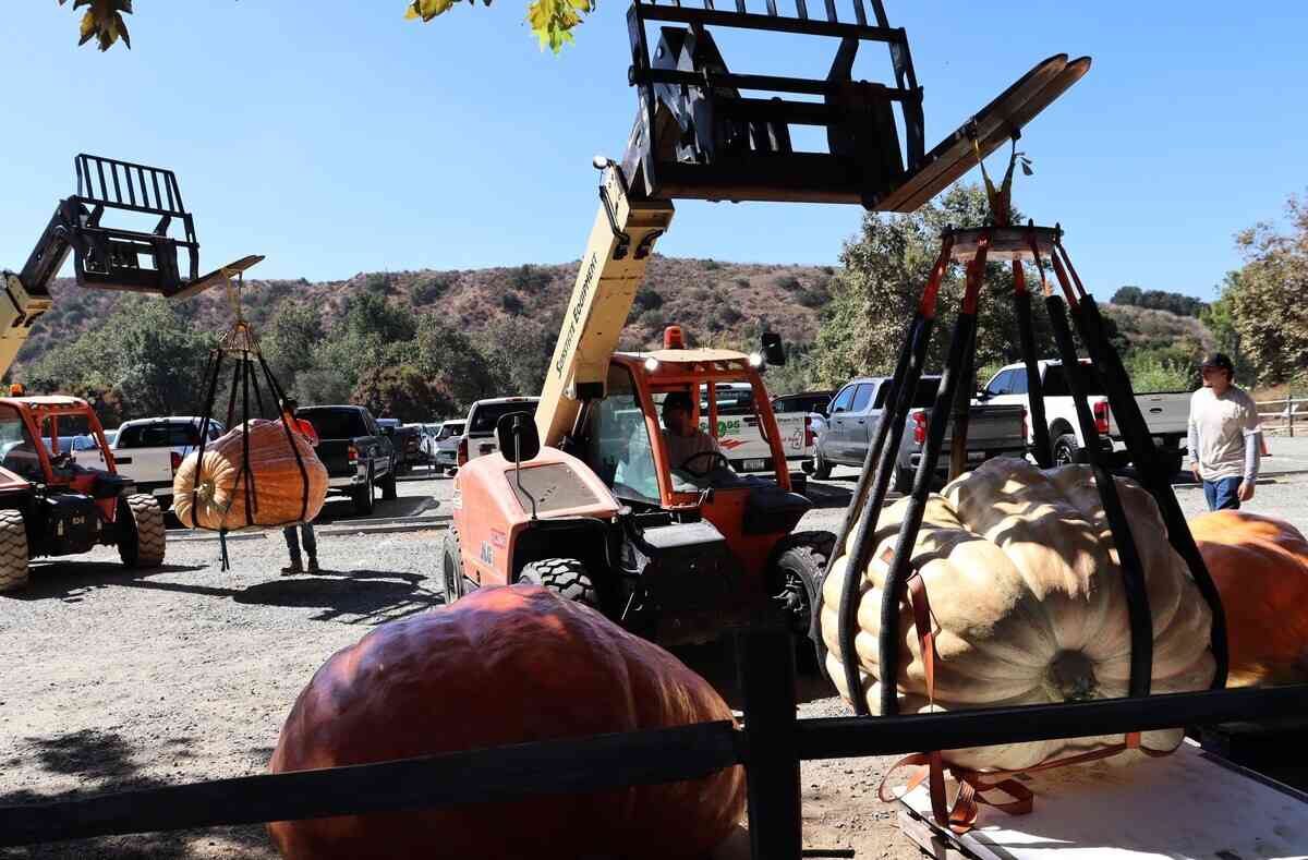2025年9月20日,第10屆年度種植南瓜稱重大賽(Great Pumpkin Weigh-Off)在爾灣地區公園(Irvine Regional Park)舉辦。圖為工作人員在吊運大南瓜。(李梅/大紀元)