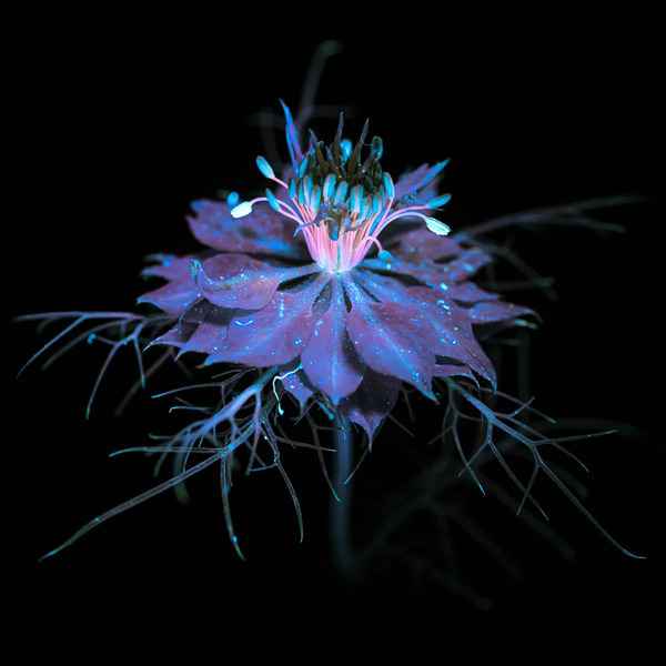 【圖輯】紫外光下的花卉 呈現不為人知的美