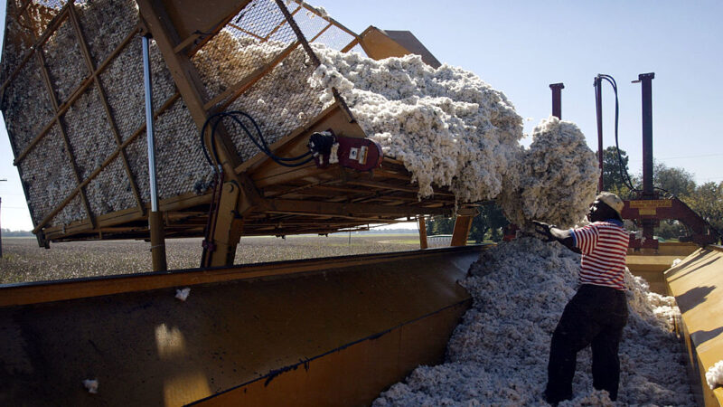 中國製衣商狂掃美國棉 期貨飆至10年新高