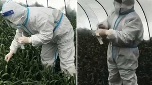 中共防疫鬧劇 菜農被迫給大棚蒜苗做核酸（影片）