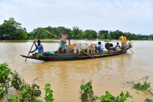 2022年5月19日，阿薩姆邦納貢，村民們帶著他們的牛群乘船穿過暴雨後的洪水區。（BIJU BORO/AFP via Getty Images）