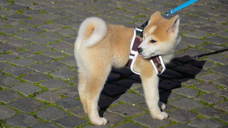 発売開始 銅像 秋田犬 彫刻 オブジェクト 発売開始 銅像 秋田犬 彫刻 オブジェクト