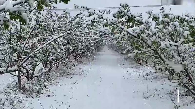 青海新疆多地立夏突降暴雪（影片）