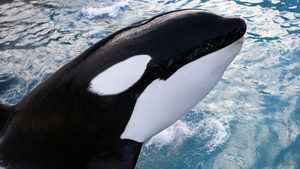 西南歐洲虎鯨頻攻擊船隻 科學家揭尷尬原因