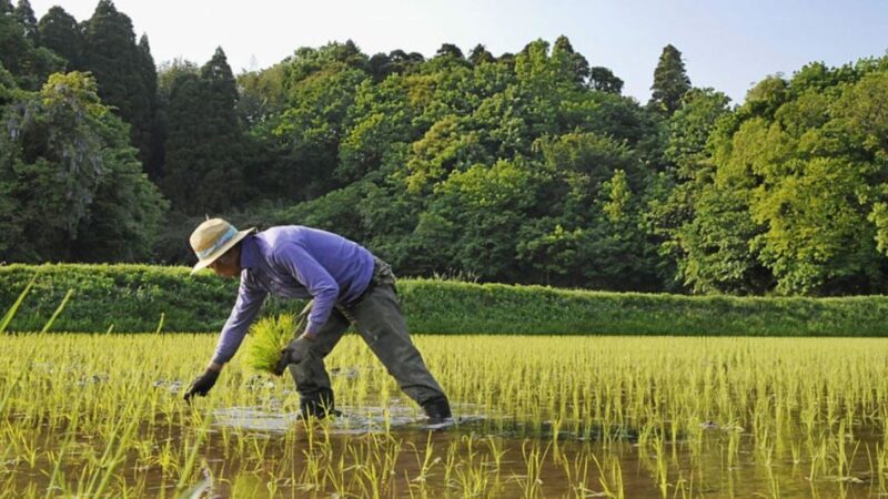 日媒：糧食自給率低 若台海有事半數日本人恐餓死