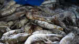 與台斷交10個月後 洪都拉斯蝦產業瀕臨崩潰