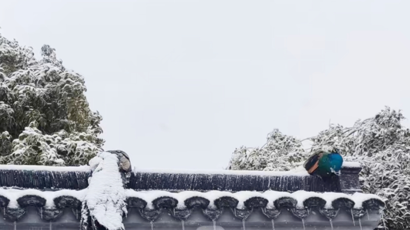 武漢暴雪凍雨 兩隻孔雀被冰凍在牆頂上（影片）