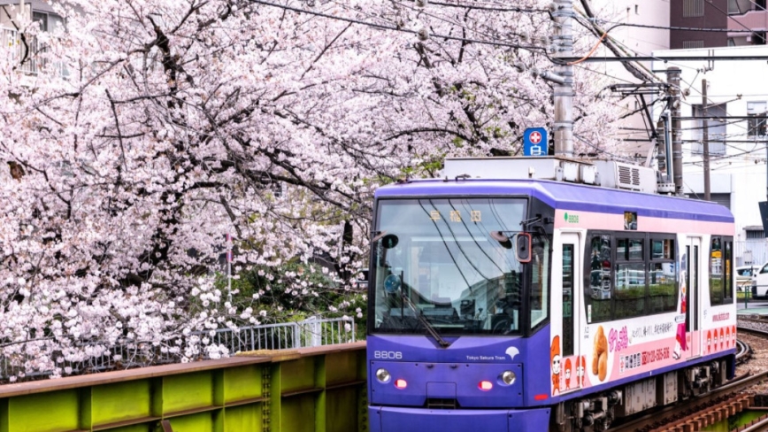 比去年要晚15天 東京櫻花季開跑