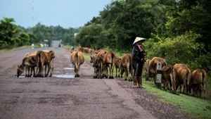 老撾爆炭疽病病例 泰國下令監視家畜情況