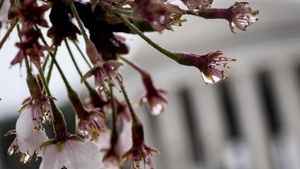 今年雨水節氣晚 「最怕雨水一日晴」有何預兆?