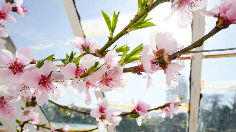 「二月一，土龍醒」 講究食三珍、飲春露、行二禮