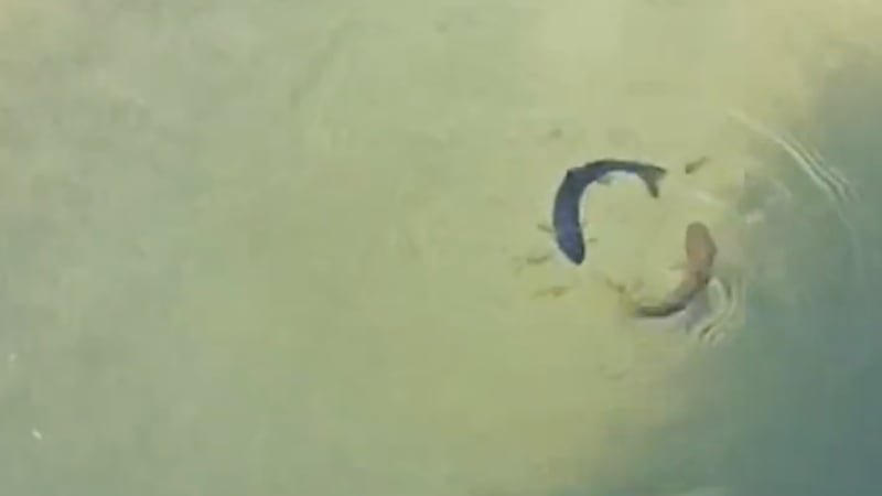 山西黑龍潭出現罕見太極陰陽魚（影片）
