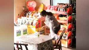 主人被養4年的貓狂咬渾身是傷 影片曝光