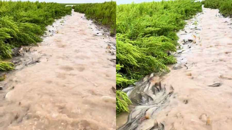 湖南岳陽大量鯉魚「躍龍門」 場面壯觀（多片）