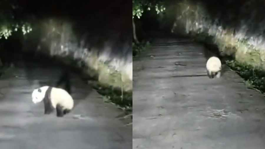 陝西男在秦嶺遇大熊貓夜跑：還以為是豬（有片）