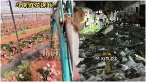 大陸消費降級 「520」鮮花賣不掉 價格崩盤（影片）