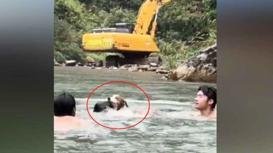 7個月大狗狗主動跳河救溺水男 上岸後得意微笑（影片）
