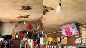 好風水！山東一小店42窩燕子築巢（影片）